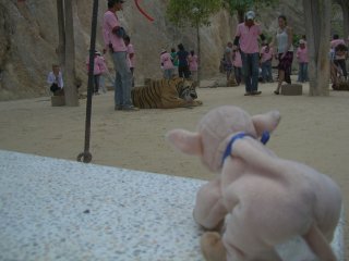 bacon-does-not-do-tigers.jpg