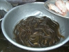 dalat-market-eels.jpg