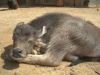 baby-water-buffalo