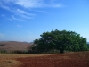 bone-dry-with-a-banyan