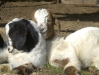 baby-goats-en-route-to-chhomrong