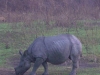 rhino-in-kaziranga