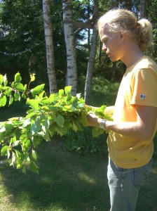 cuttingbranches