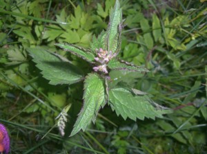 stingingnettle