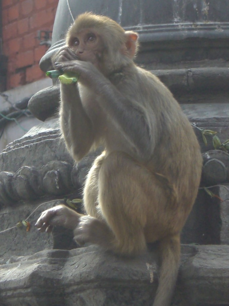 Monkey at Swayambhunath temple