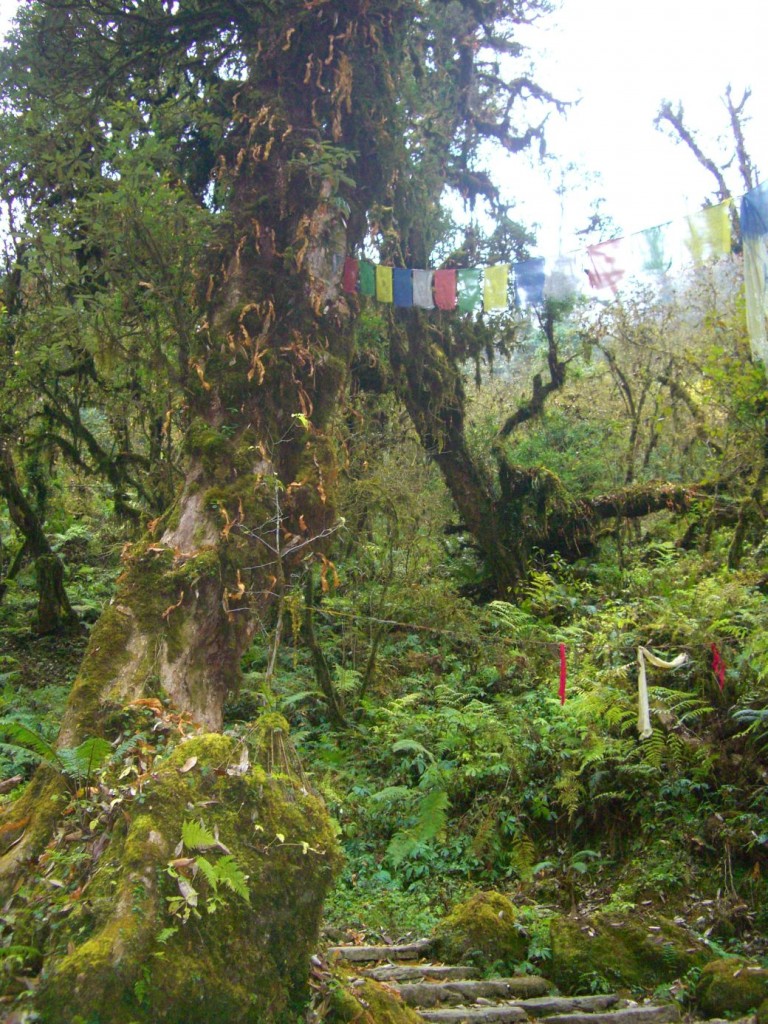 Nepalese rhododendron forest