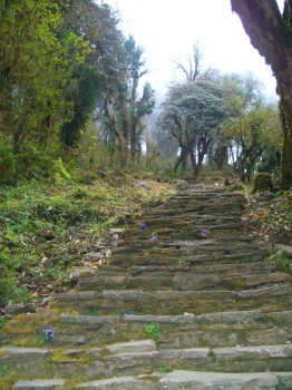 green stairs tadapani