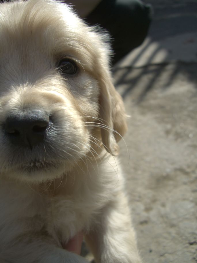 puppy close-up