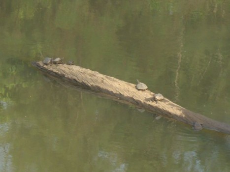 kaziranga turtles